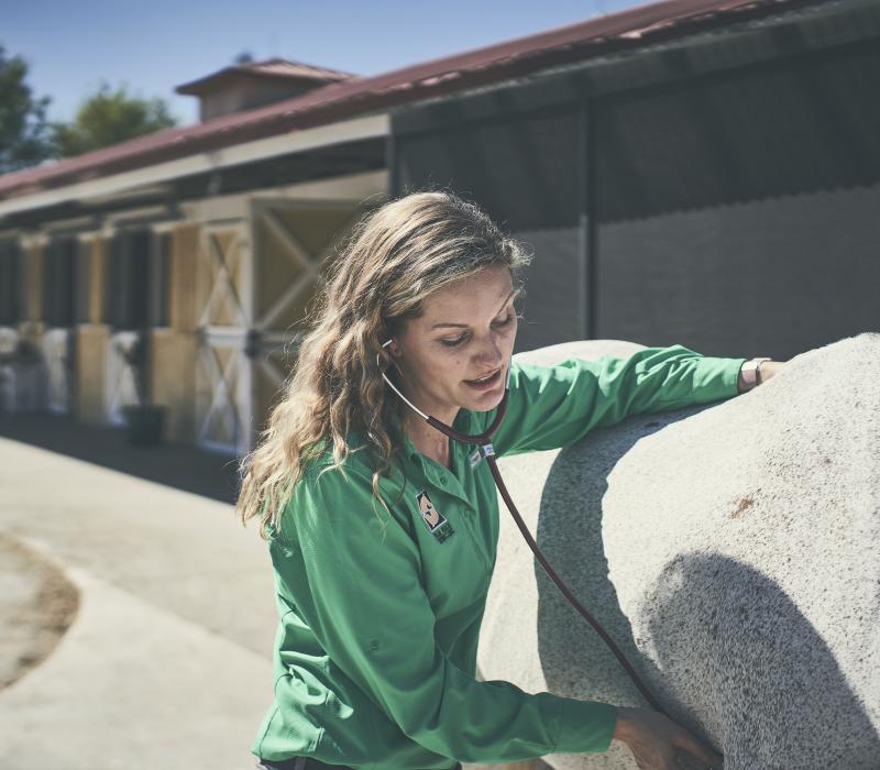A female vet checking horse for PPID.
