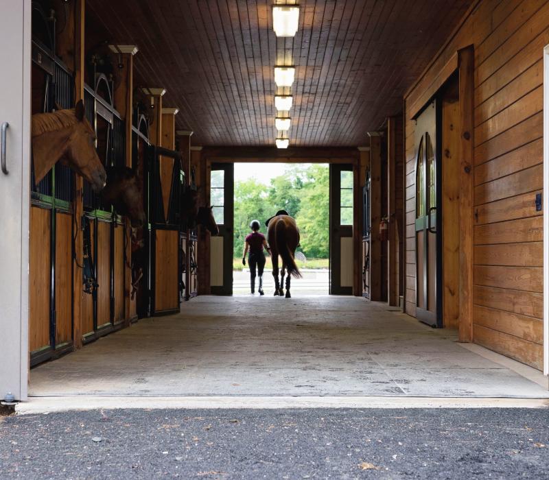 horses walk with trainers in a barn to symbolize mental health and stability