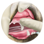 Applying Barrier Sealant with a finger to the gum line