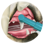 Applying Barrier Sealant with a prophy cup to the gum line