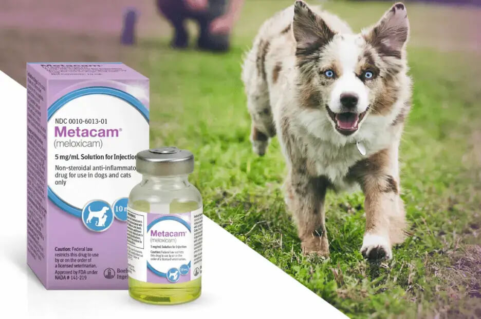 An Australian Shepherd runs outside, overlaid with the packaging of MetaCam Solution for Injection