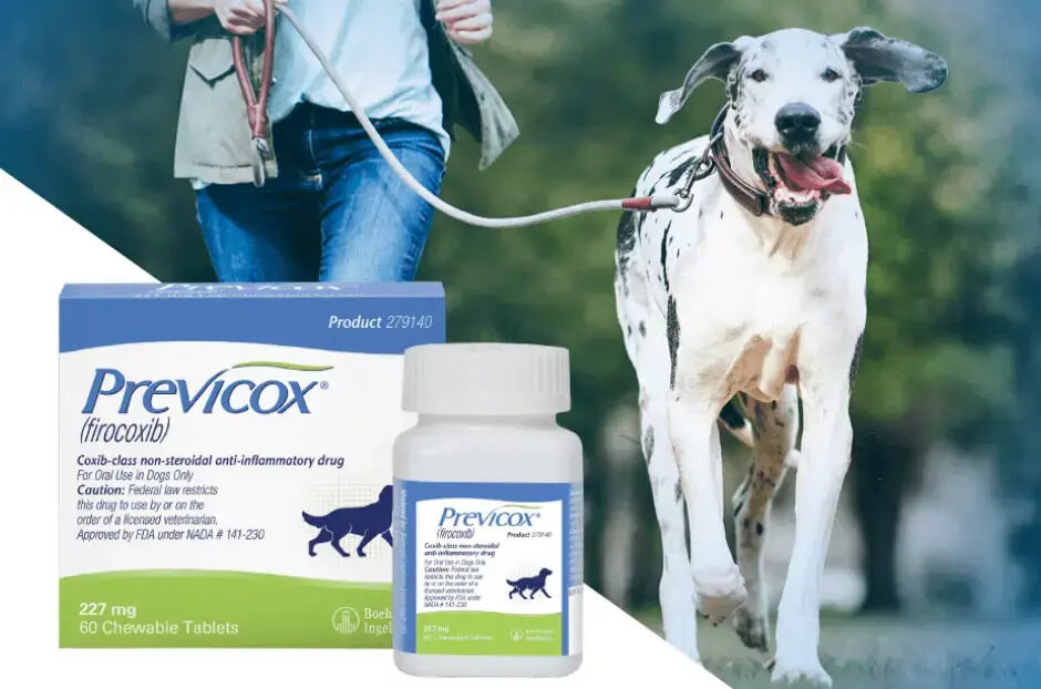 A large dog being taken on a walk, overlaid with the packaging of Previcox