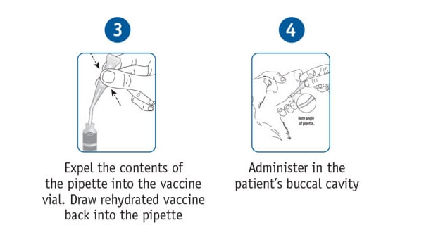 Step 3: Expel the contents of the pipette into the vacine vial. Draw rehydrated vaccine back into the pipette. step 4: Administer in the patient's buccal cavity