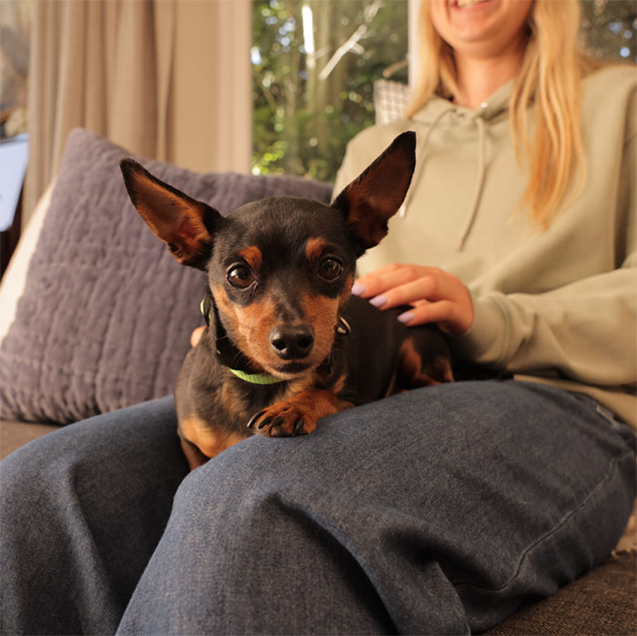 Is my dog’s breed at a higher risk?