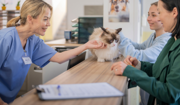 Blonde vet scratching a grumpy cat while two women look on