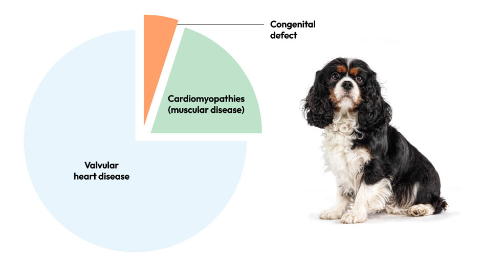 Disease overview pie chart