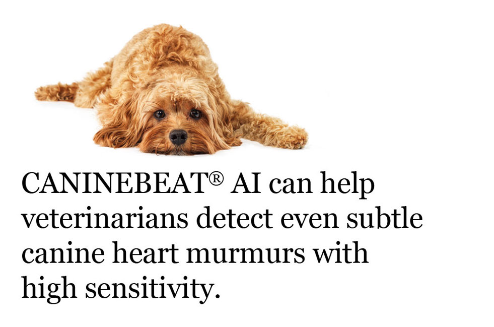 CANINEBEAT® AI can help veterinarians detect even subtle canine heart murmurs with high sensitivity.