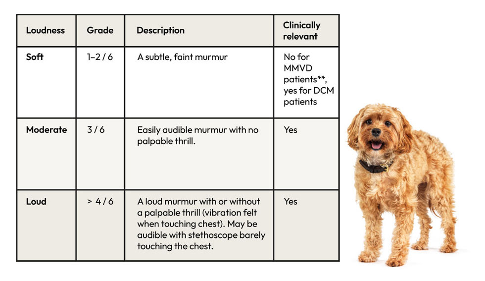 Murmur grade chart