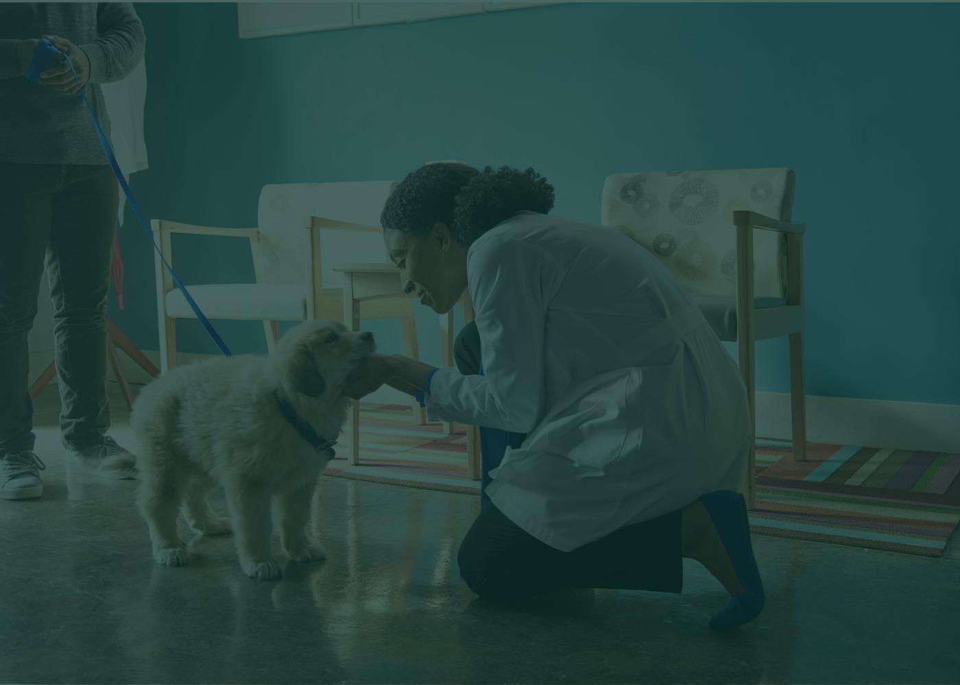 Veterinarian on one knee looking down at puppy