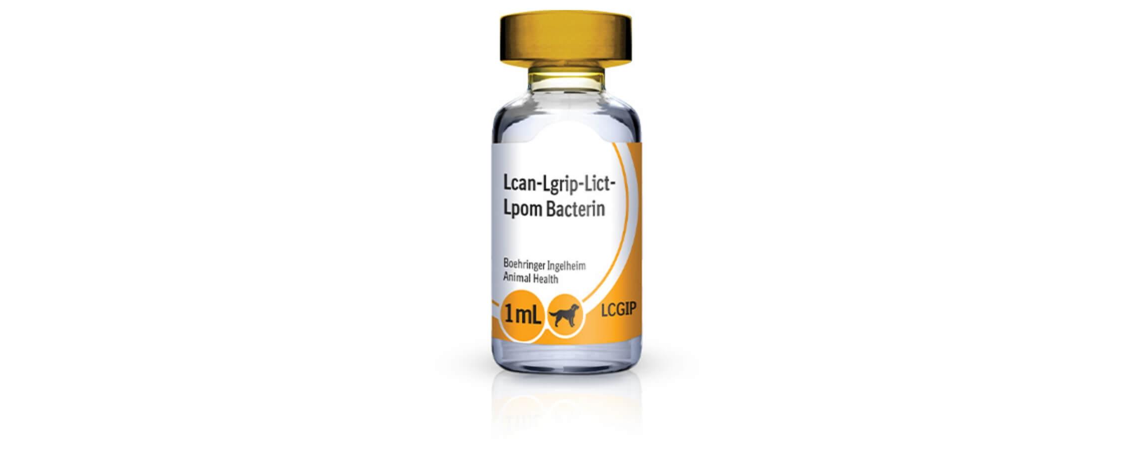 Leptospirosis In Cattle Treatment