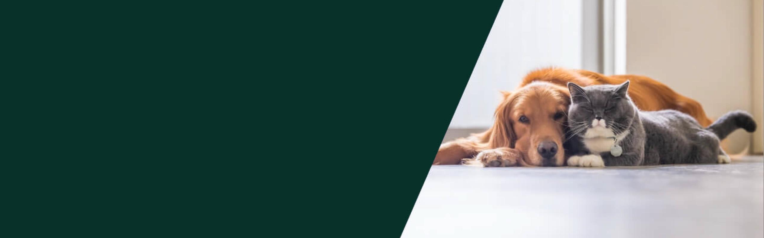 A dog and a cat lay next to each other