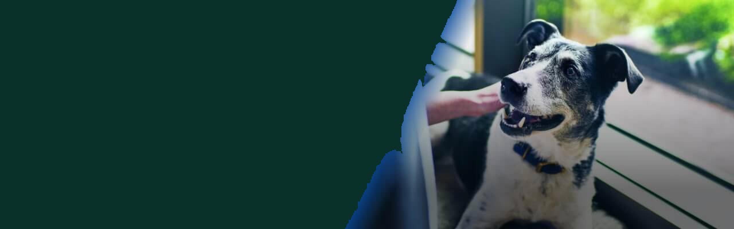 A happy dog is being pet by the window