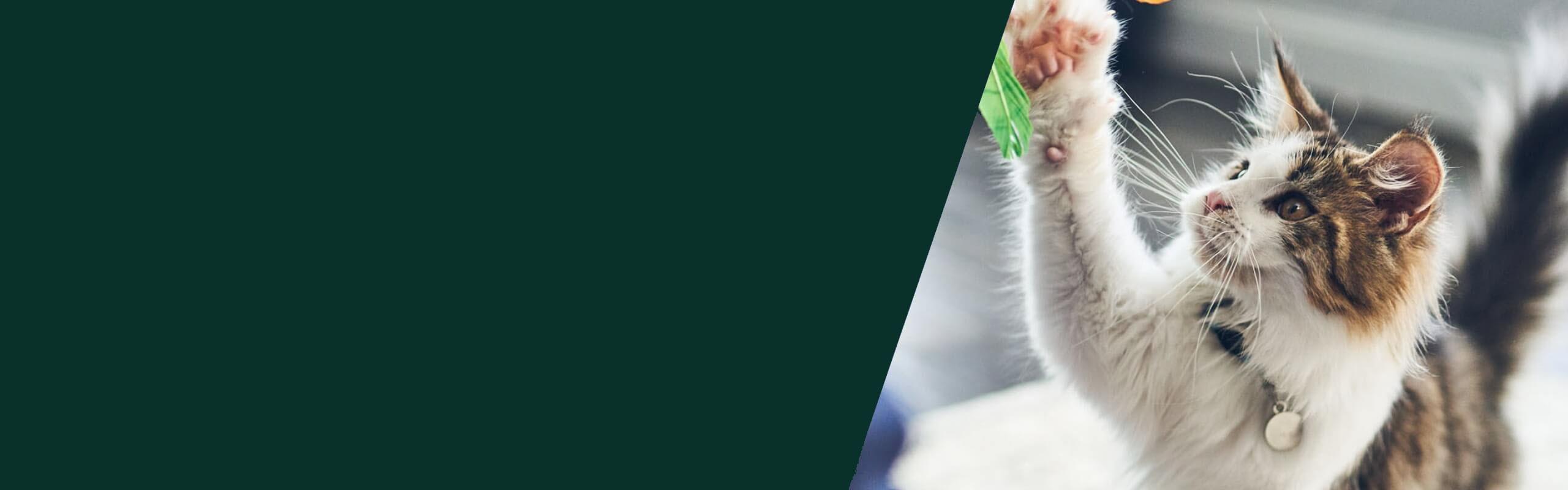 A kitten swats at a leaf