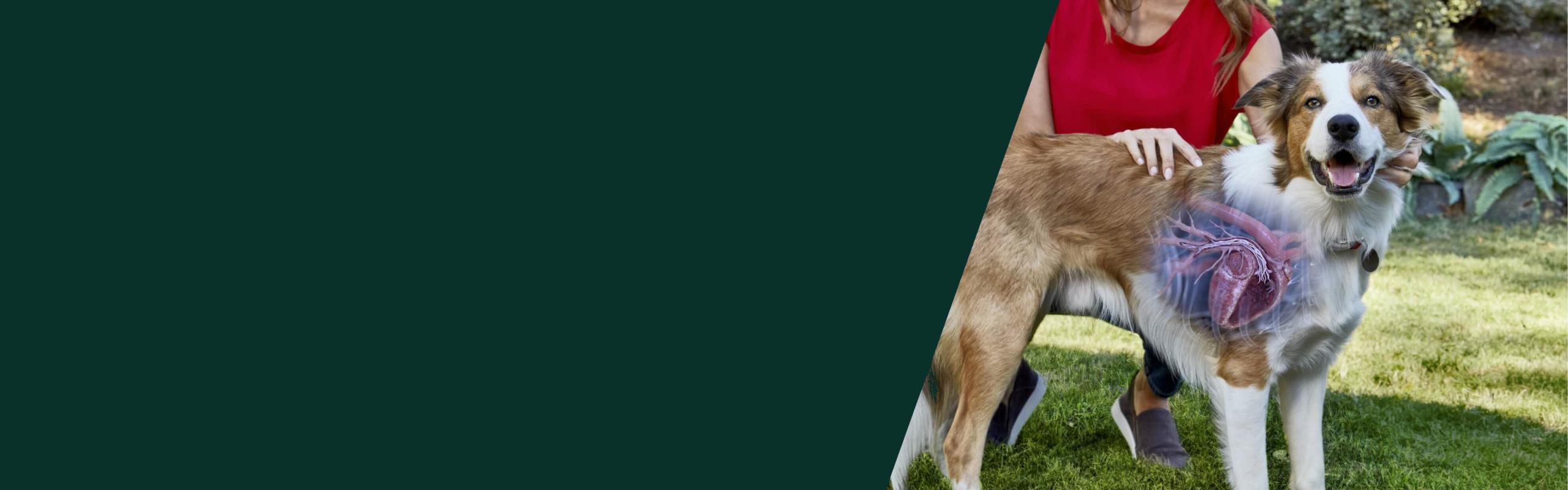 A dog with an imaging scan of its heartworm disease