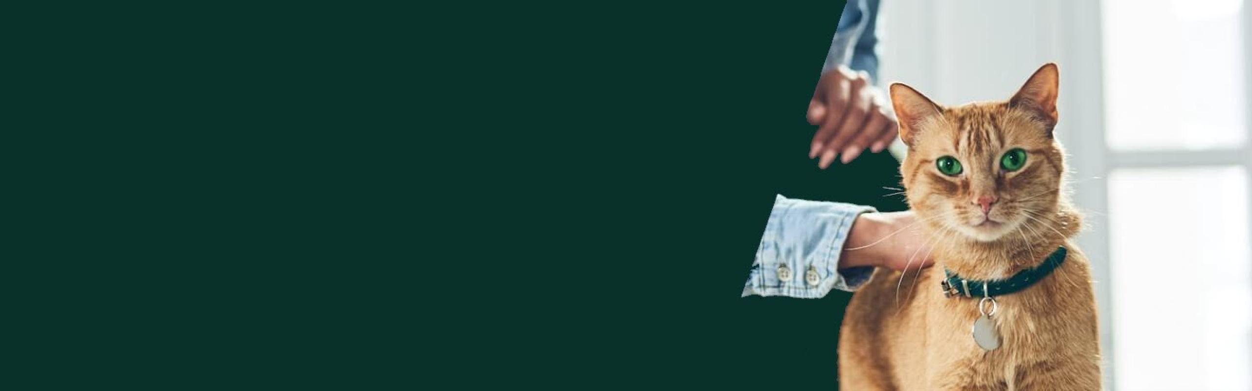 An orange kitten looks at you