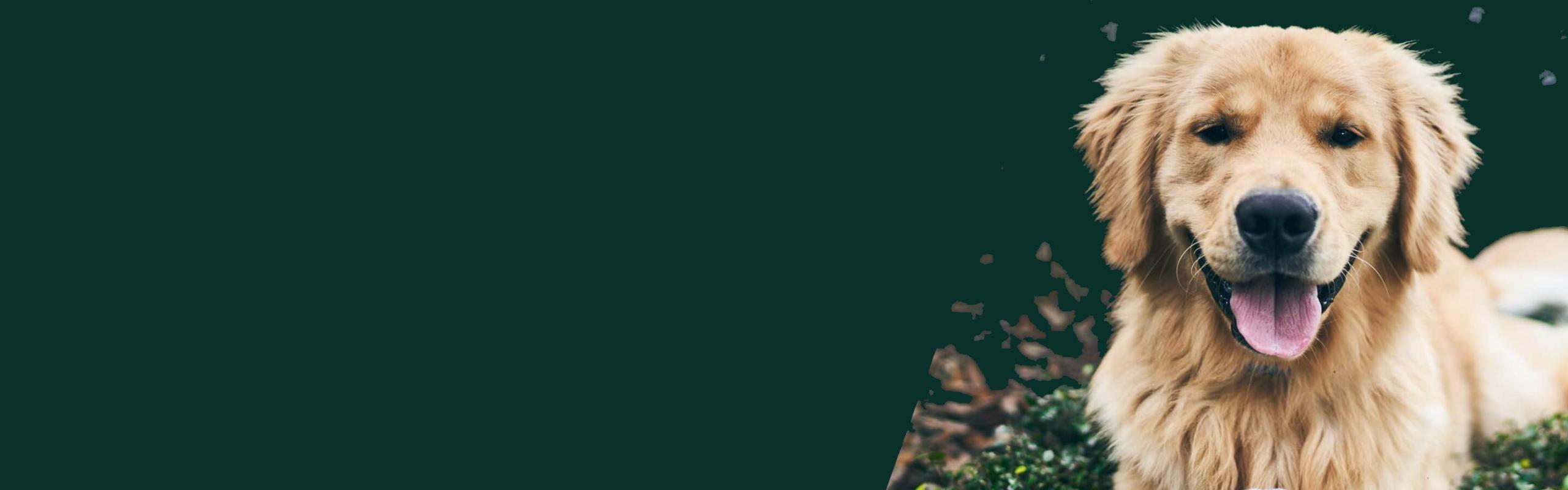 A golden retriever sits with a soccer ball