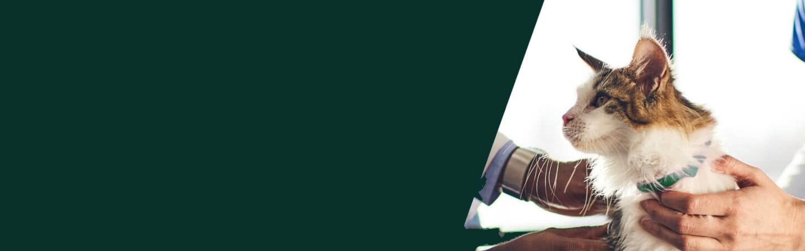 A cat is being inspected by a vet