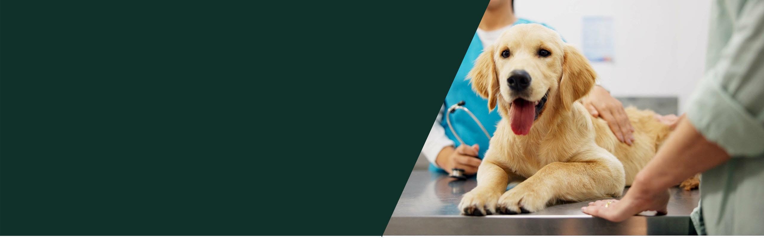 Golden Retriever sitting on an exam table