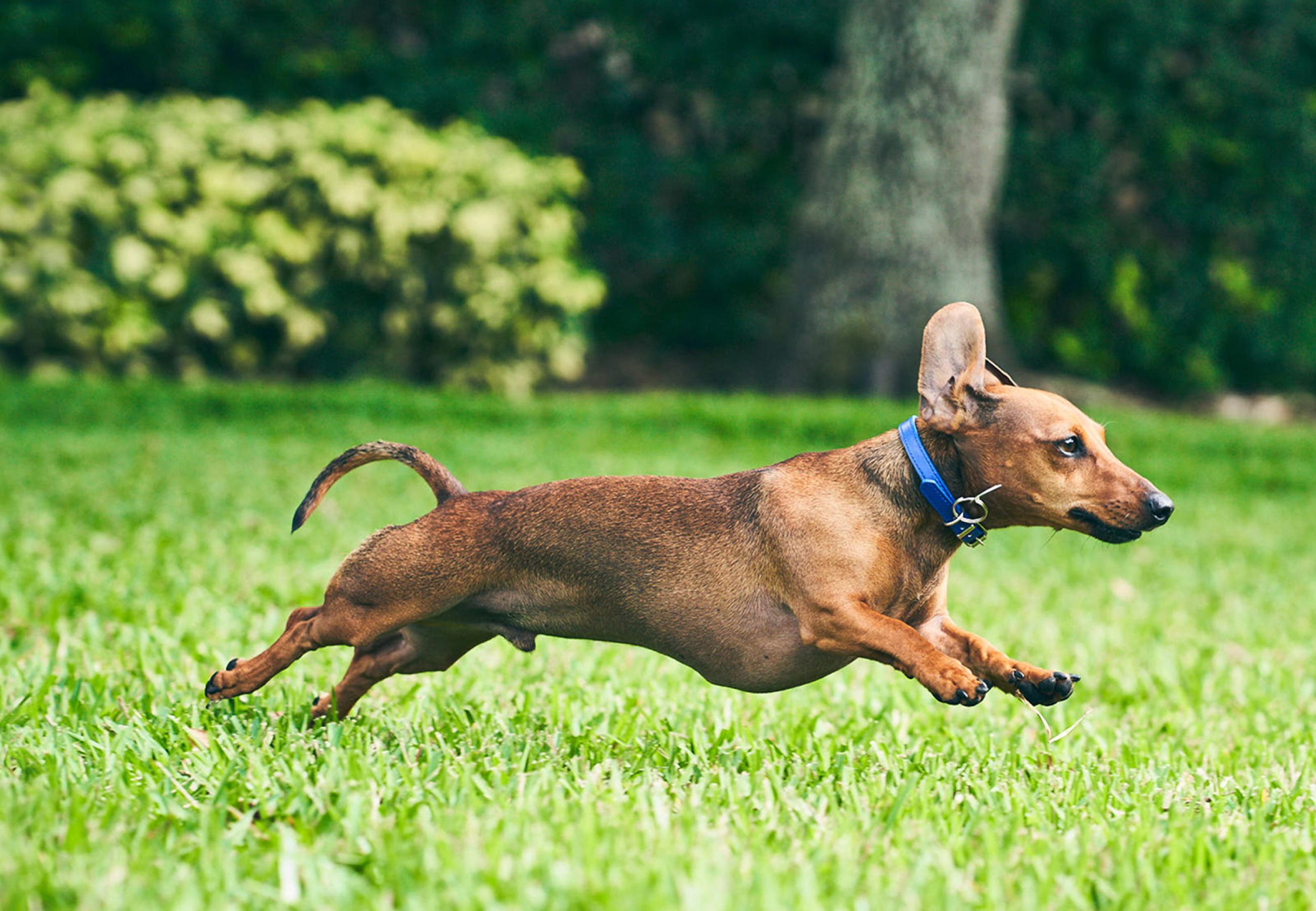 more-than-canine-health-header