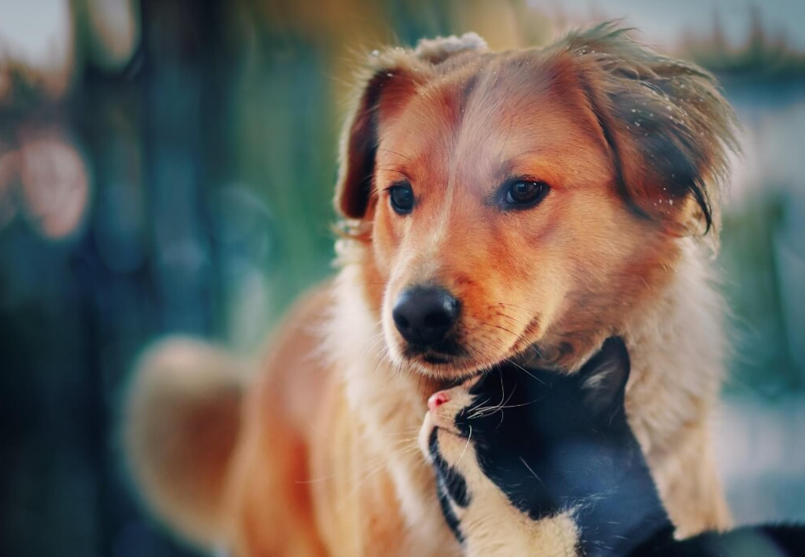 A golden retriever puppy gets nuzzled by a black and white cat