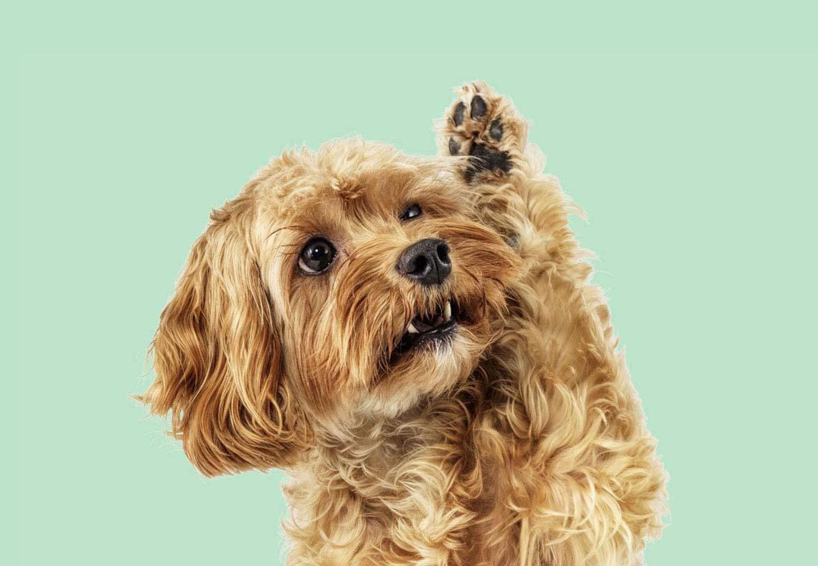 A dog raising its paw hero banner