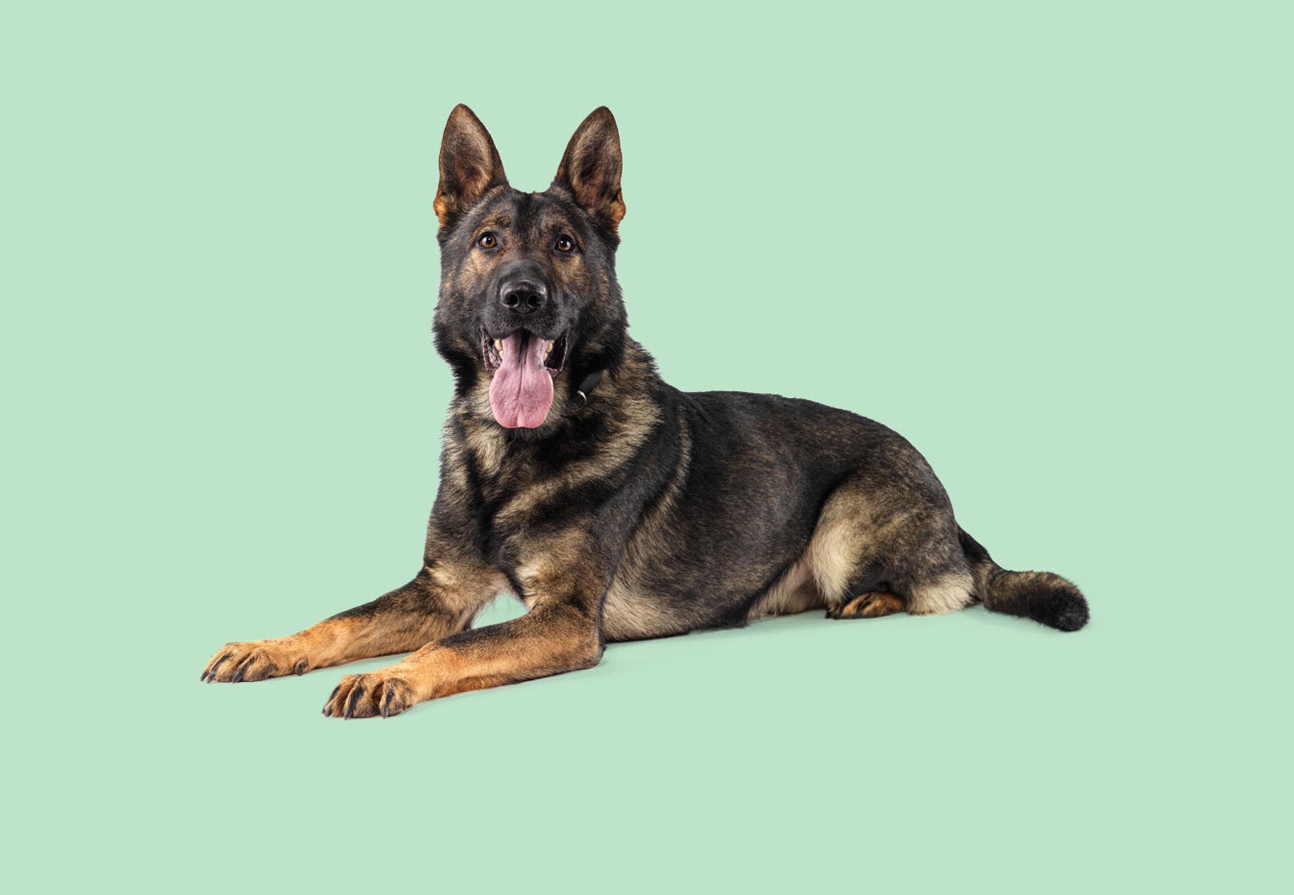 German Shepard hero banner