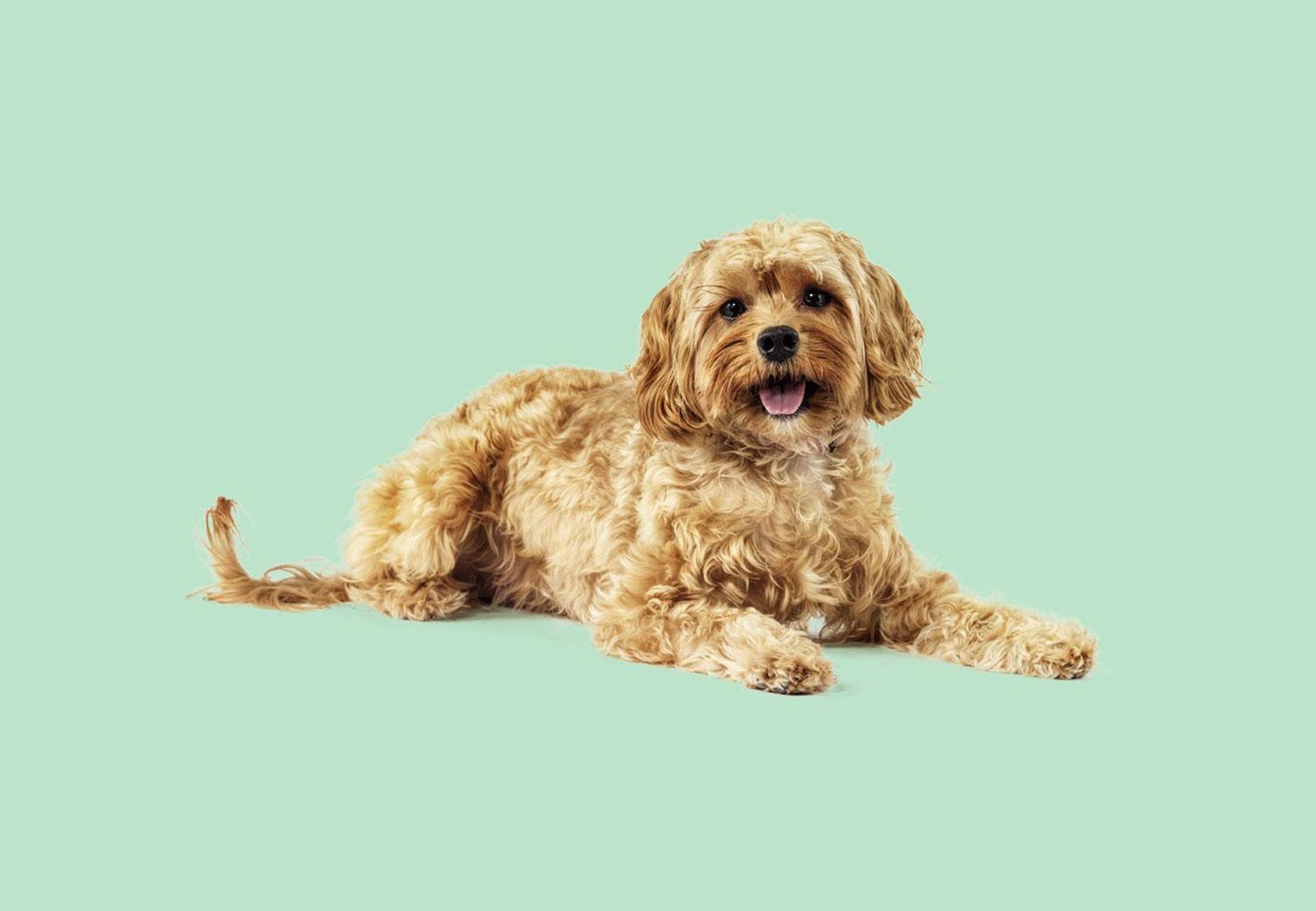 Canine Beat Hero Banner