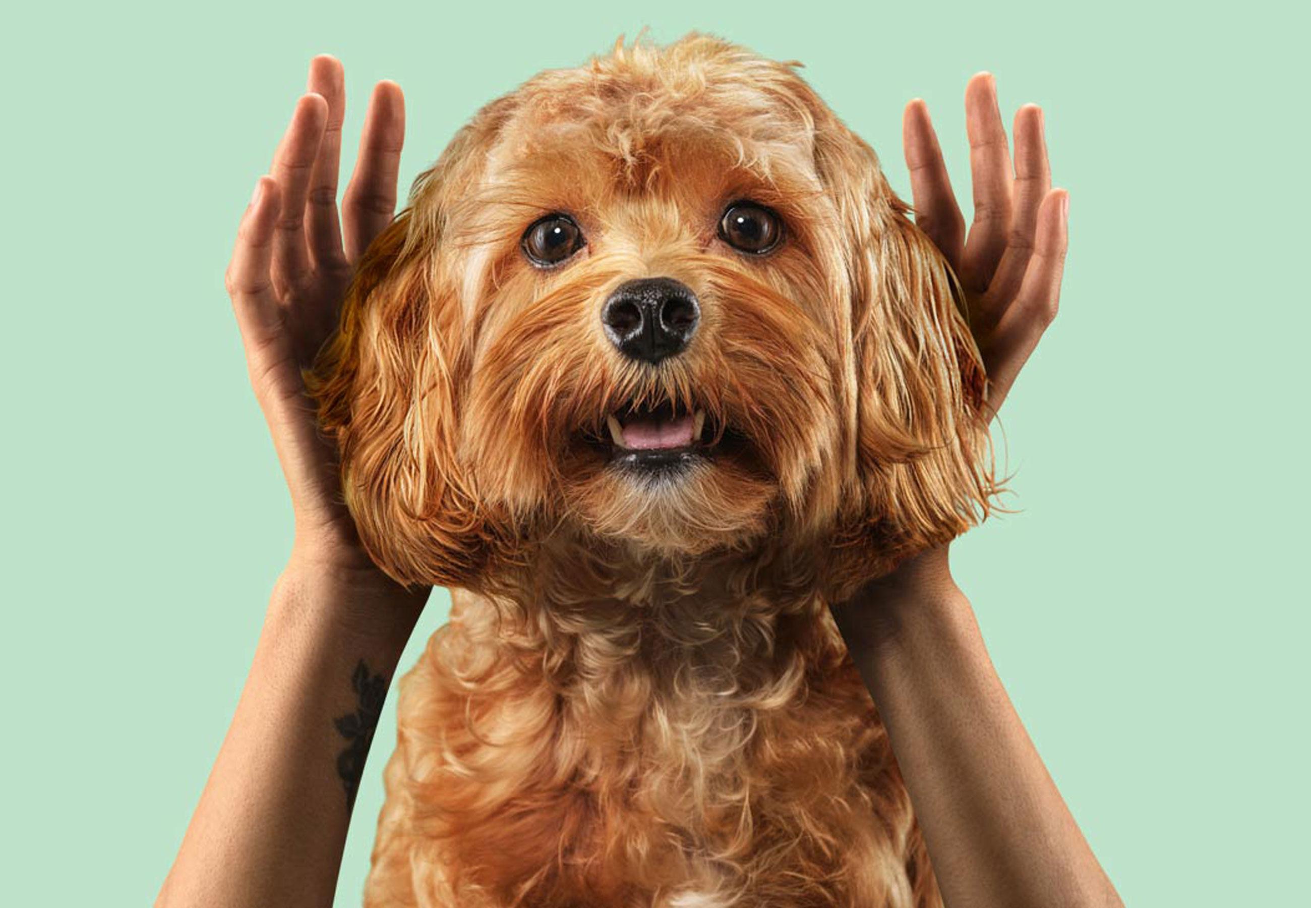 Caninebeat hero banner