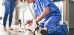 Vet clinic staff on the floor examining a black and white dog