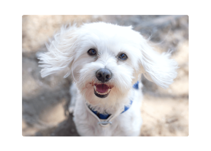 A happy white dog smiles at you