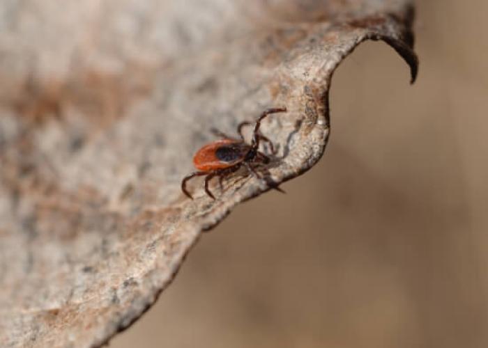A tick on a leaf