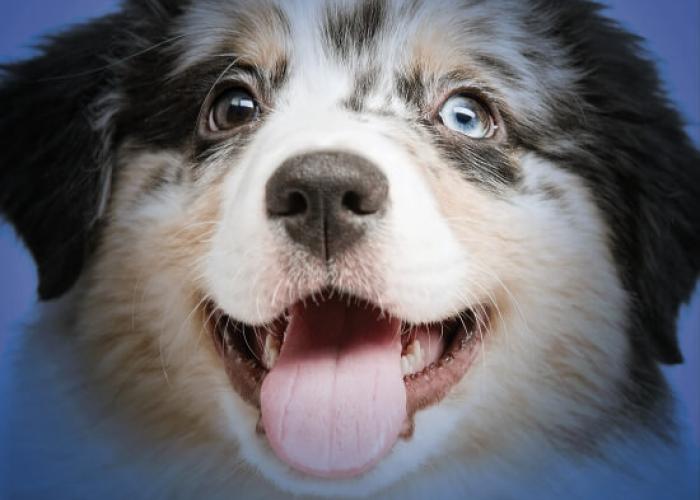 A puppy smiles at you