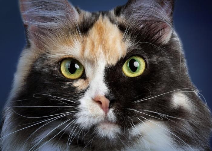 A cat that is staring at you