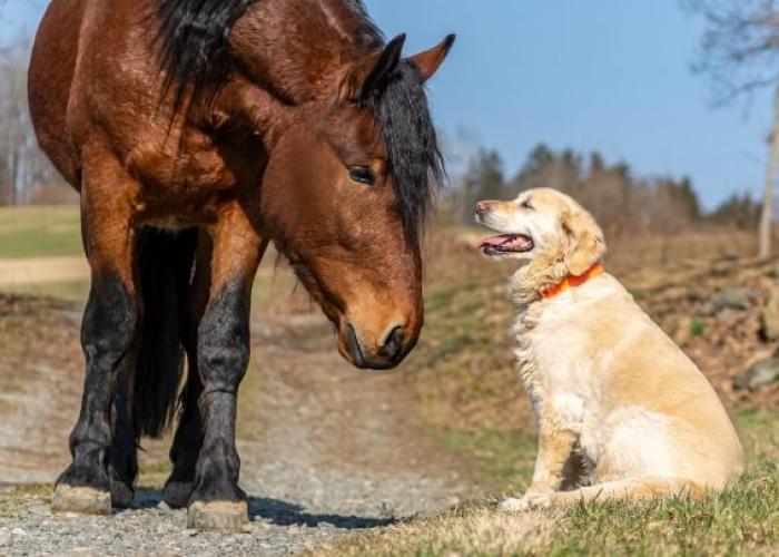 A dog and a horse look at each other