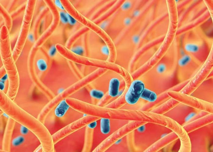 Image of B. bronchiseptica 