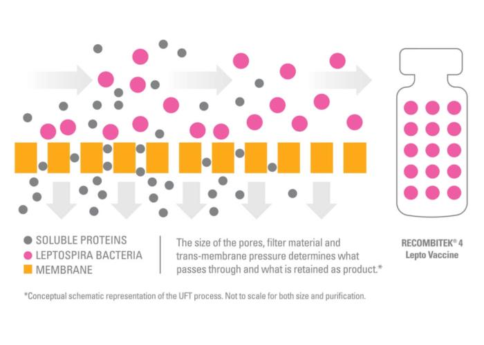 Diagram showing how the RECOMBITEK 4 Lepto vaccine removes undesirable soluble proteins