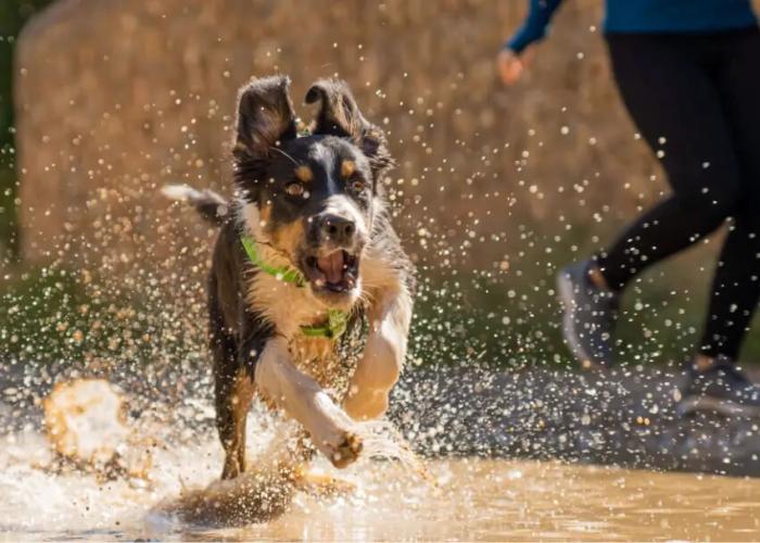 A puppy runs through a puddle