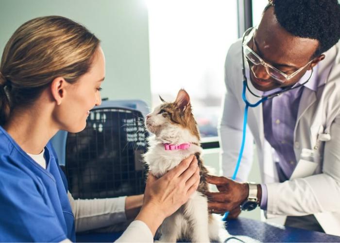 Two vets smile at a cat