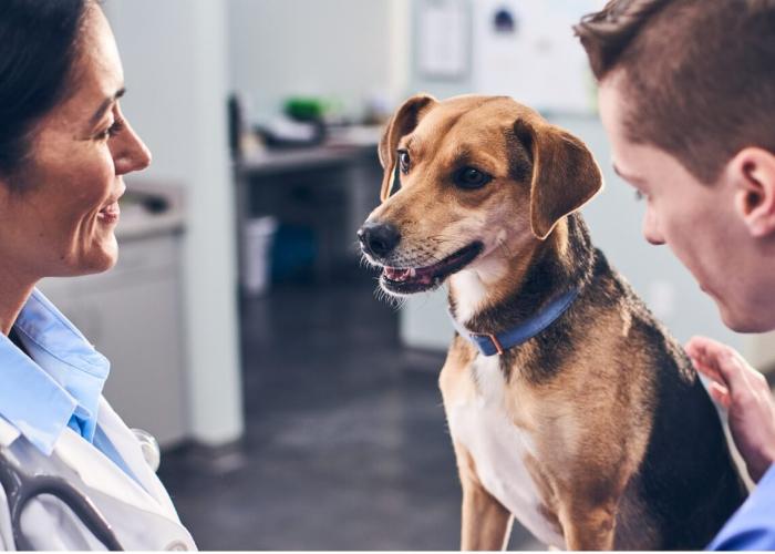 A brown dog is pet by its owner and a vet