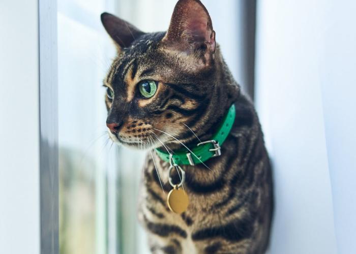A gray cat with black stripes wearing a green collar