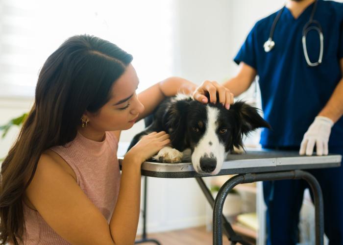 black and white collie laying on an exam table with dark hair woman in a yellow sweater