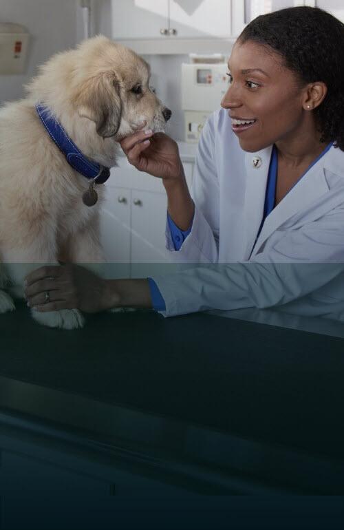 A vet inspects a white dog