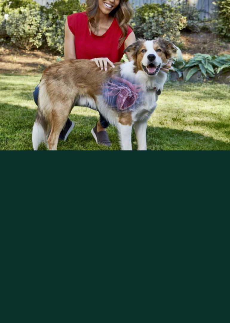 A dog with an imaging scan of its heartworm disease