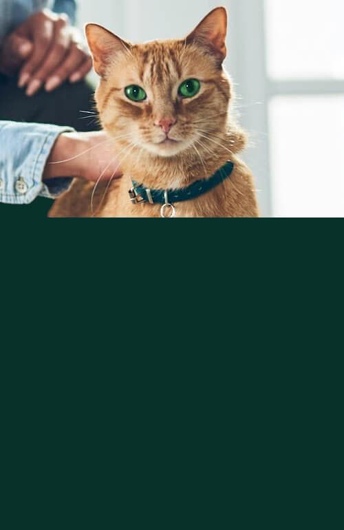 An orange kitten looks at you