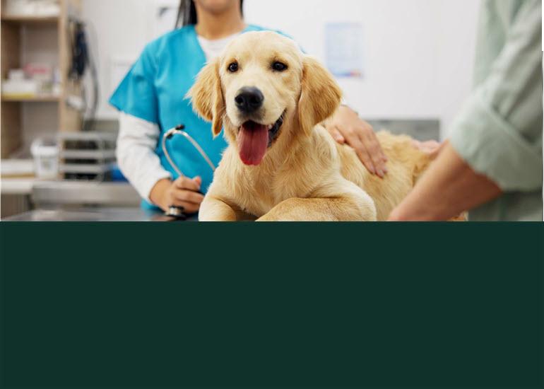 Golden Retriever sitting on an exam table