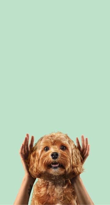 Canine Beat Hero Banner