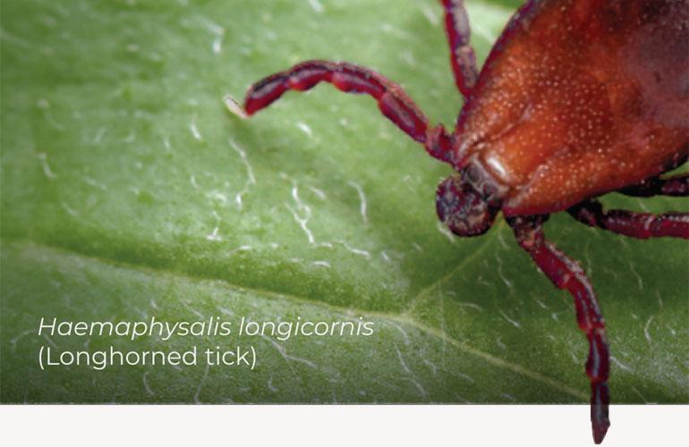 Haemaphysalis longicornis (longhorned tick)