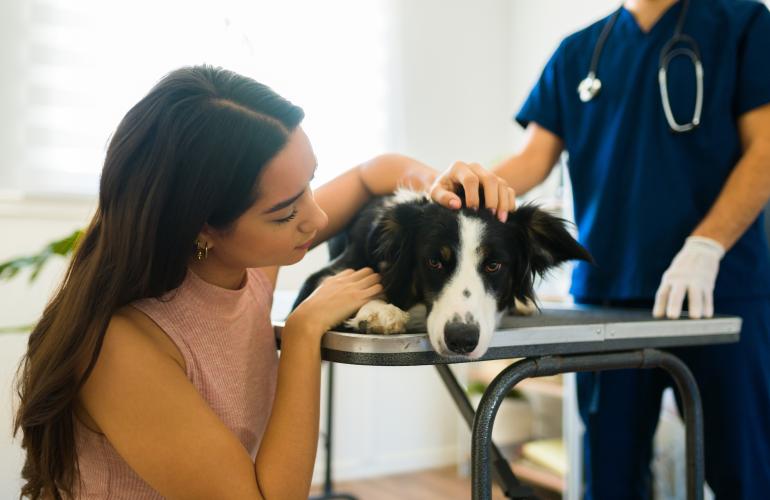 Powerful Protection: NexGard Chews Protect Your Patients from Fleas and Ticks