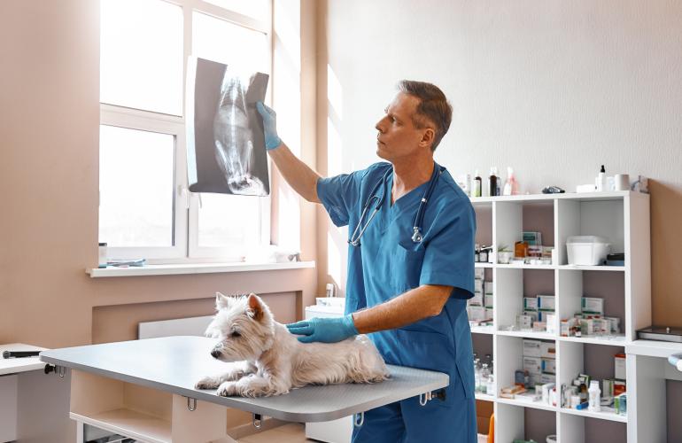 A vet examining a dog