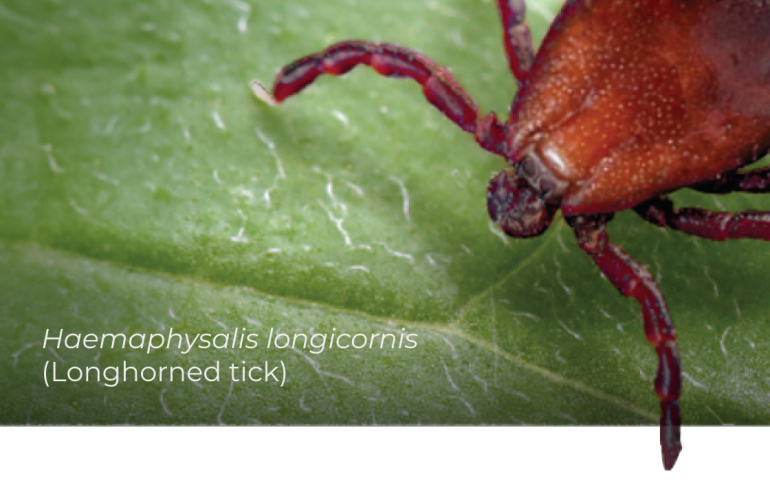 Proven to Protect Against  Longhorned tick 